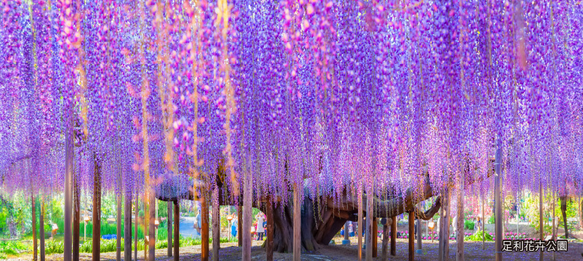 足利花卉公園